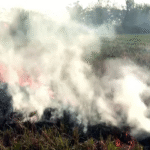 Punjab: Highest single-day stubble burning cases reported