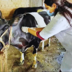 Rajasthan launches unprecedented initiative to treat sick animals through chatbots